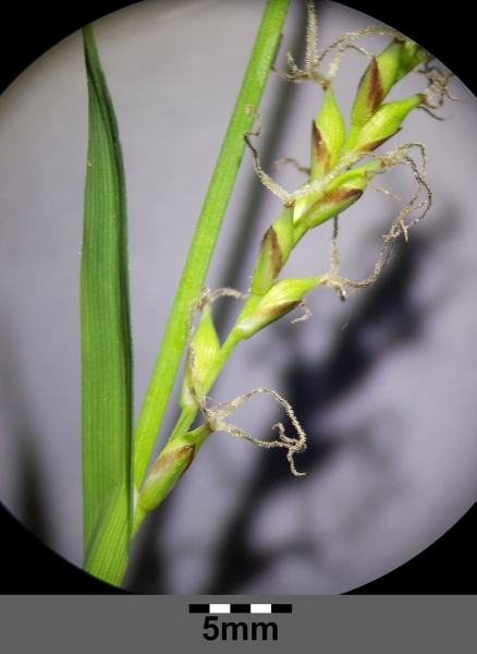 Pflanzenbild gross Wimper-Segge - Carex pilosa