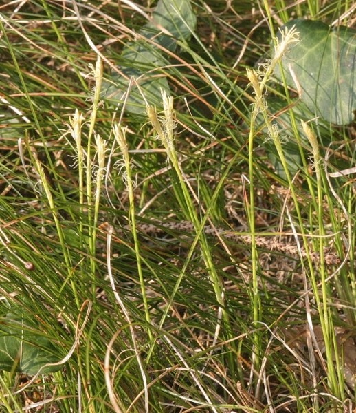 Pflanzenbild gross Weisse Segge - Carex alba