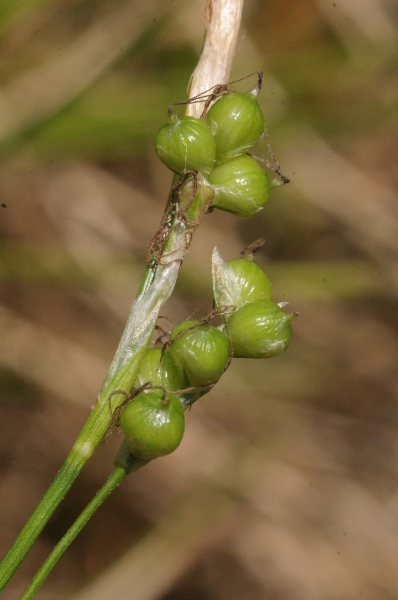 Pflanzenbild gross Weisse Segge - Carex alba