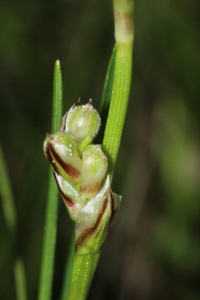 Pflanzenbild gross Niedrige Segge - Carex humilis