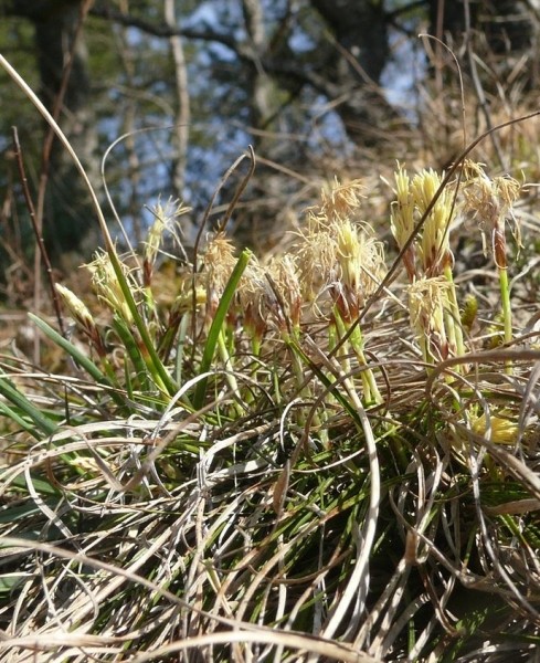 Pflanzenbild gross Niedrige Segge - Carex humilis