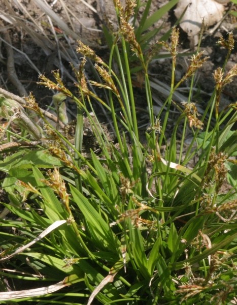 Pflanzenbild gross Vogelfuss-Segge - Carex ornithopoda