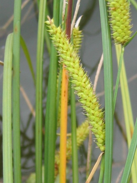 Pflanzenbild gross Schnabel-Segge - Carex rostrata