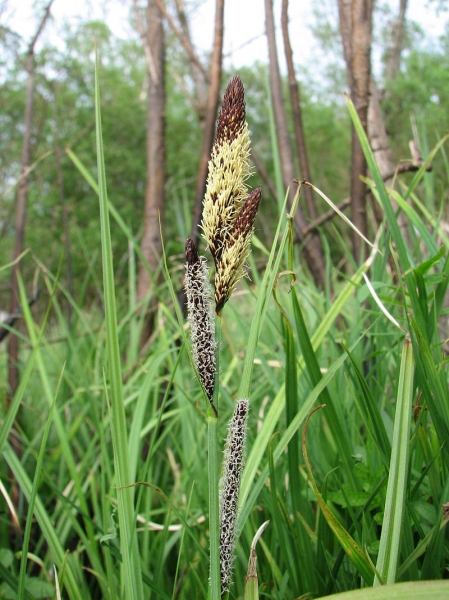 Pflanzenbild gross Scharfkantige Segge - Carex acutiformis