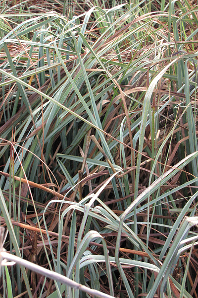 Pflanzenbild gross Schneidebinse - Cladium mariscus