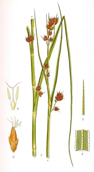 Pflanzenbild gross Schneidebinse - Cladium mariscus