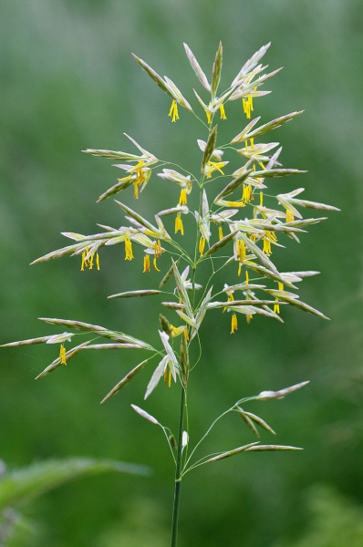 Pflanzenbild gross Grannenlose Trespe - Bromus inermis