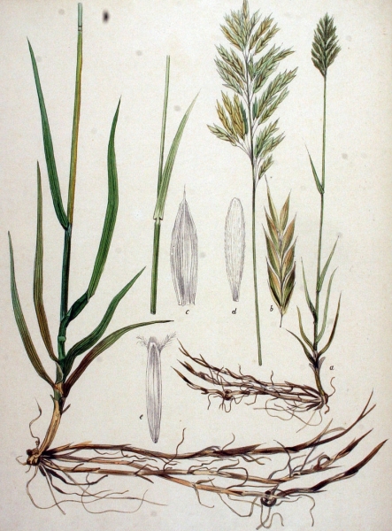 Pflanzenbild gross Grannenlose Trespe - Bromus inermis