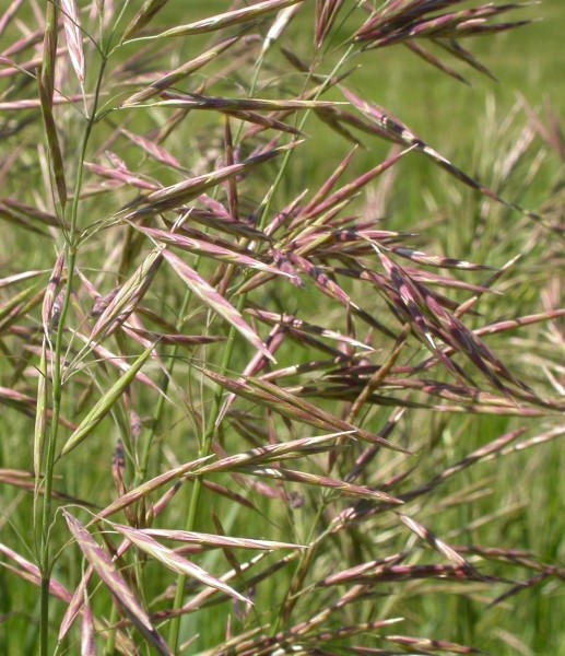 Pflanzenbild gross Grannenlose Trespe - Bromus inermis