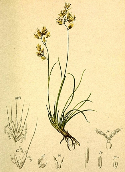 Pflanzenbild gross Niedriger Schwingel - Festuca quadriflora