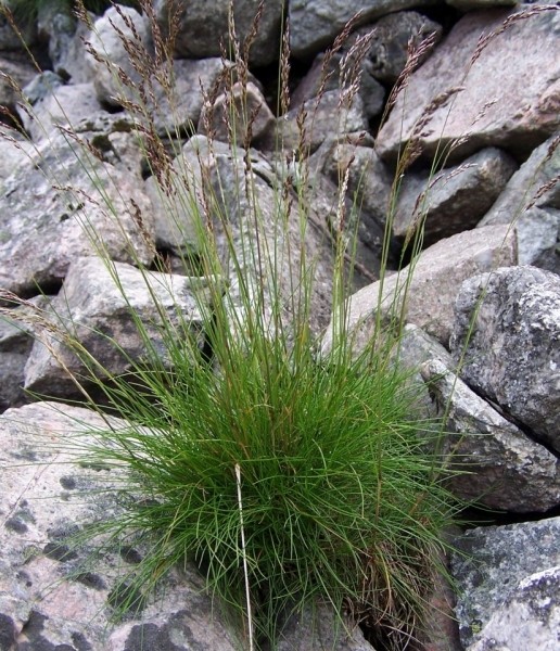 Pflanzenbild gross Bunt-Schwingel - Festuca varia aggr.
