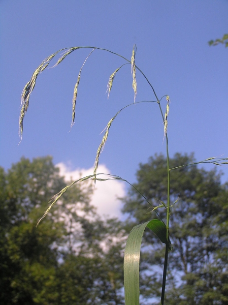 Pflanzenbild gross Riesen-Schwingel - Festuca gigantea