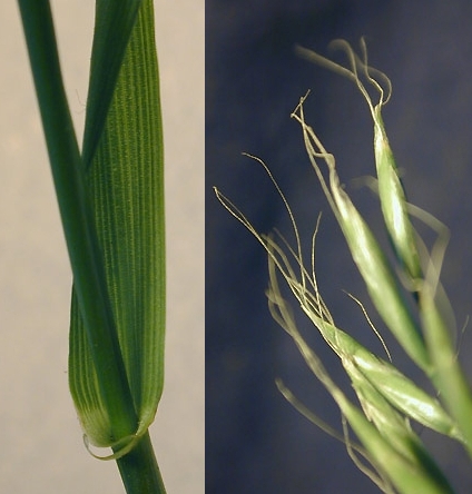 Pflanzenbild gross Riesen-Schwingel - Festuca gigantea