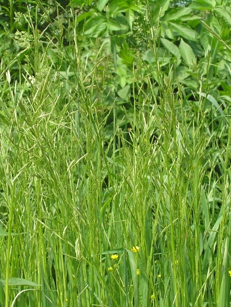 Pflanzenbild gross Faltiges Süssgras - Glyceria notata