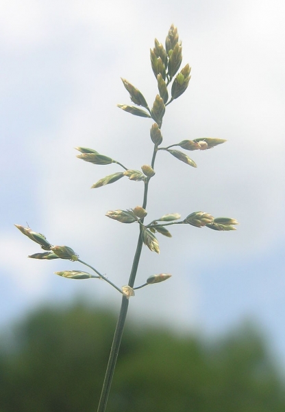 Pflanzenbild gross Platthalm-Rispengras - Poa compressa