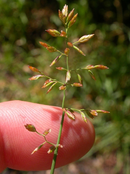 Pflanzenbild gross Platthalm-Rispengras - Poa compressa