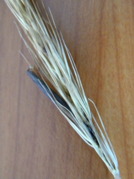 Pflanzenbild gross Waldgerste - Hordelymus europaeus