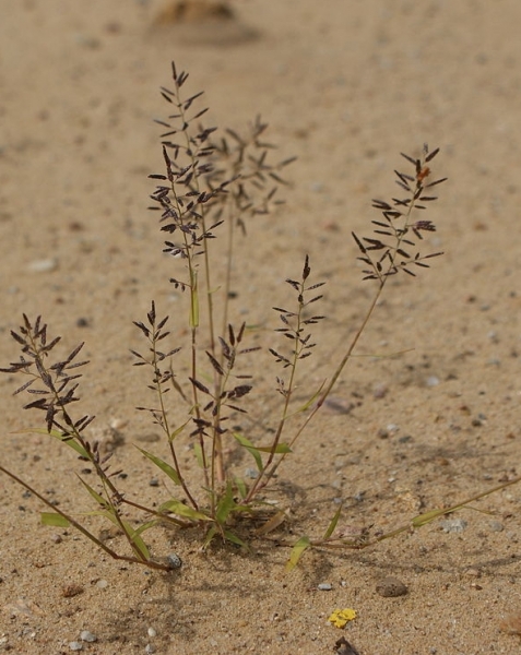 Pflanzenbild gross Kleines Liebesgras - Eragrostis minor