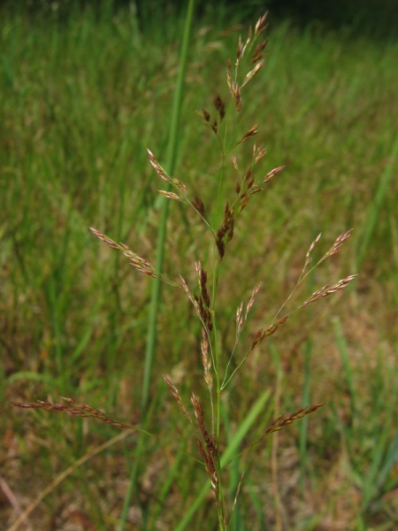 Pflanzenbild gross Haar-Straussgras - Agrostis capillaris