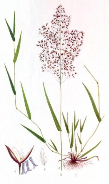Pflanzenbild gross Haar-Straussgras - Agrostis capillaris