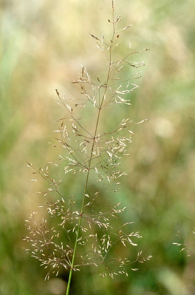 Pflanzenbild gross Haar-Straussgras - Agrostis capillaris