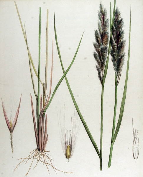 Pflanzenbild gross Land-Reitgras - Calamagrostis epigejos