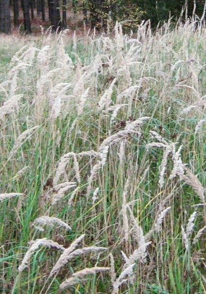 Pflanzenbild gross Land-Reitgras - Calamagrostis epigejos