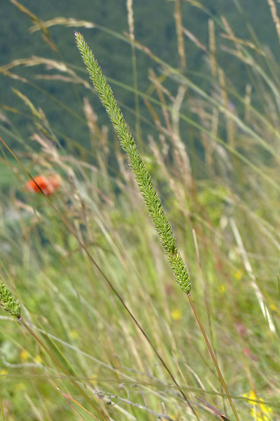 Pflanzenbild gross Glanz-Lieschgras - Phleum phleoides