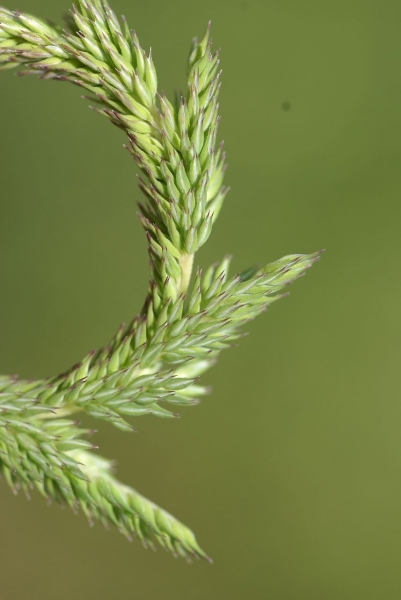 Pflanzenbild gross Glanz-Lieschgras - Phleum phleoides