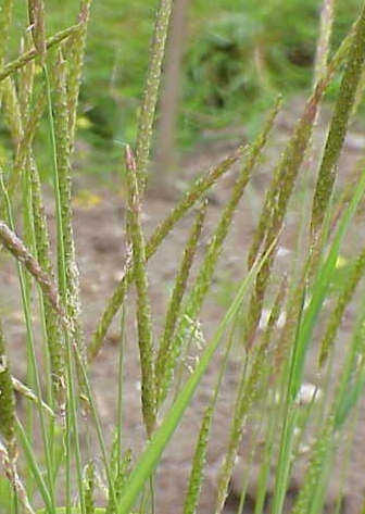 Pflanzenbild gross Acker-Fuchsschwanz - Alopecurus myosuroides