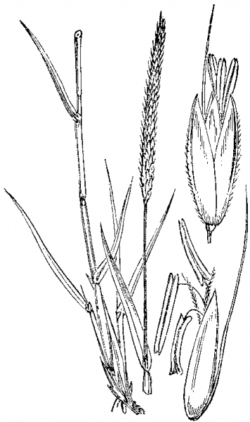 Pflanzenbild gross Acker-Fuchsschwanz - Alopecurus myosuroides