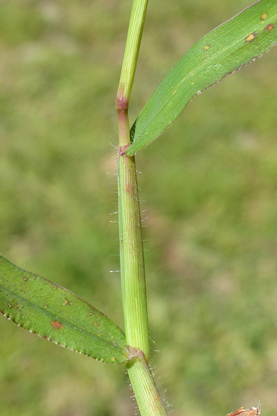 Pflanzenbild gross Bluthirse - Digitaria sanguinalis aggr.