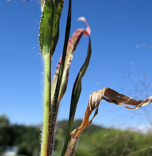 Pflanzenbild gross Haarästige Hirse - Panicum capillare aggr.