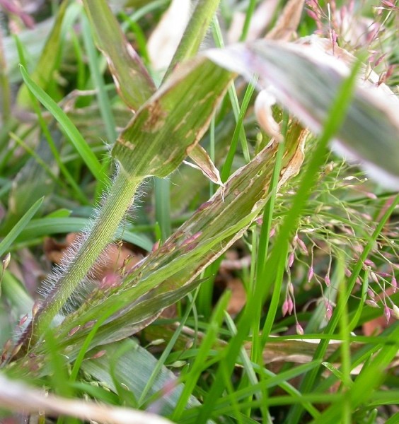 Pflanzenbild gross Haarästige Hirse - Panicum capillare aggr.