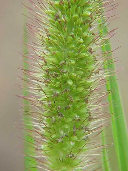 Pflanzenbild gross Grüne Borstenhirse - Setaria viridis