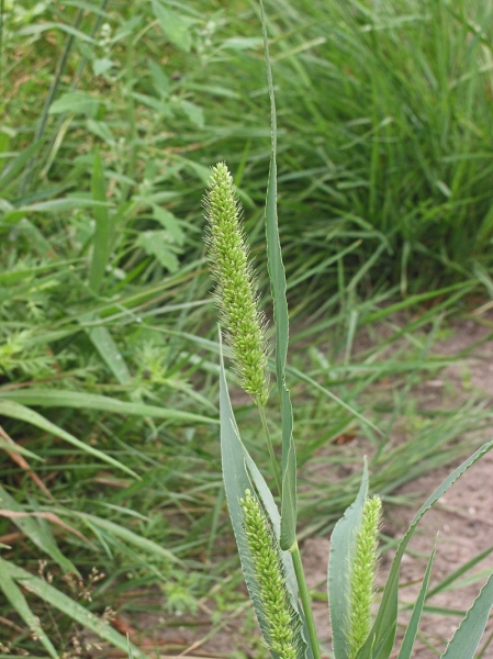 Pflanzenbild gross Grüne Borstenhirse - Setaria viridis