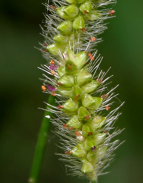 Pflanzenbild gross Graugrüne Borstenhirse - Setaria pumila