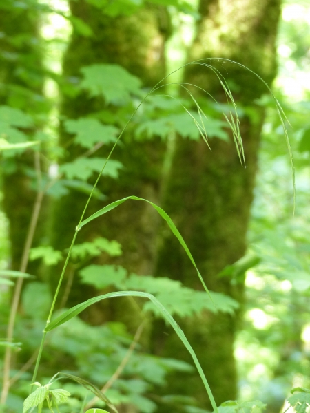 Pflanzenbild gross Benekens Trespe - Bromus benekenii