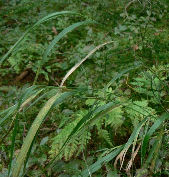 Pflanzenbild gross Wolliges Reitgras - Calamagrostis villosa