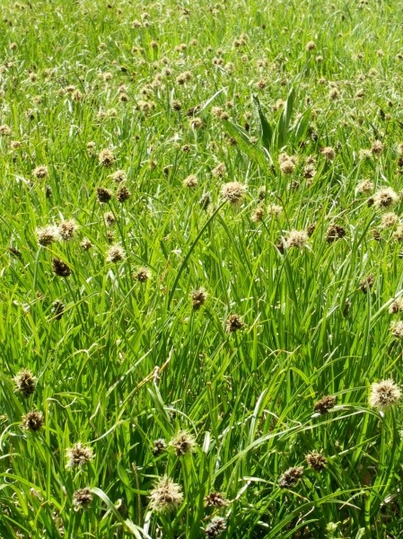 Pflanzenbild gross Schneetälchen-Segge - Carex foetida