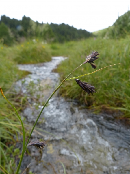 Pflanzenbild gross Eis-Segge - Carex frigida