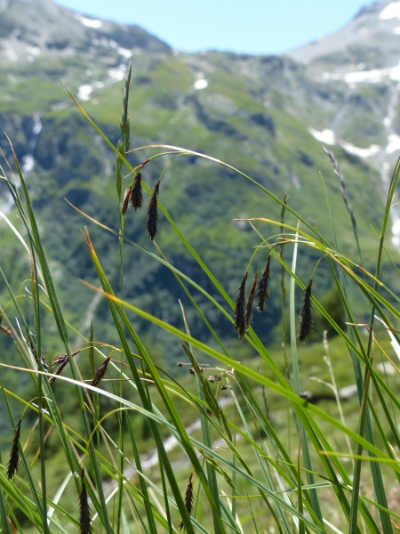 Pflanzenbild gross Eis-Segge - Carex frigida