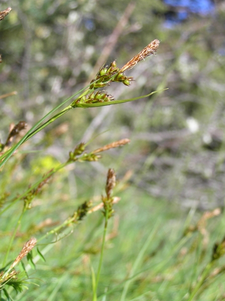Pflanzenbild gross Glanz-Segge - Carex liparocarpos