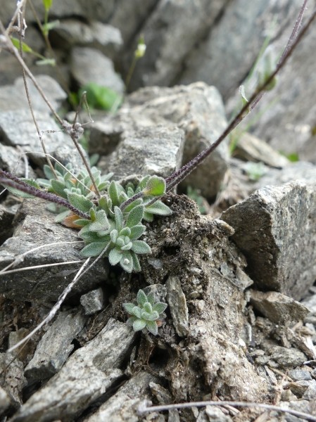 Pflanzenbild gross Gletscher-Felsenblümchen - Draba dubia