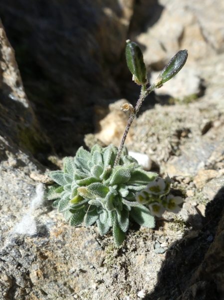 Pflanzenbild gross Gletscher-Felsenblümchen - Draba dubia