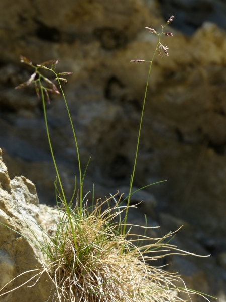 Pflanzenbild gross Niedriger Schwingel - Festuca quadriflora