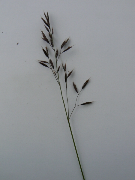 Pflanzenbild gross Niedriger Schwingel - Festuca quadriflora