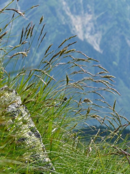 Pflanzenbild gross Violetter Schwingel - Festuca violacea aggr.