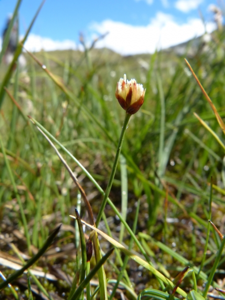Pflanzenbild gross Dreiblütige Binse - Juncus triglumis