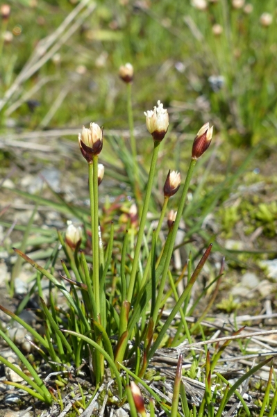 Pflanzenbild gross Dreiblütige Binse - Juncus triglumis
